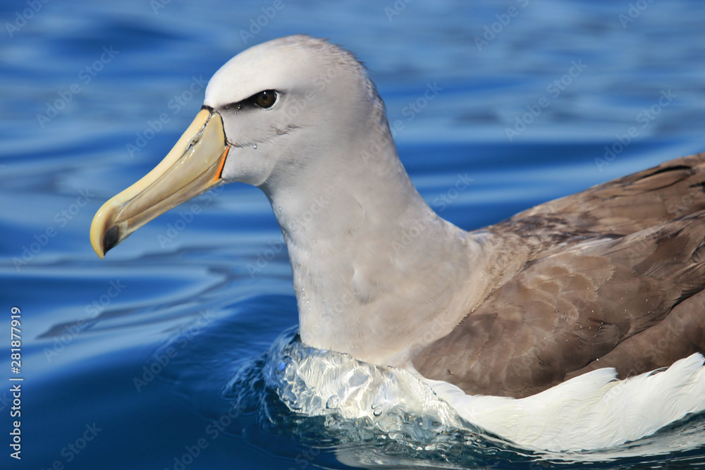 Salvin's Mollymawk Albatross in New Zealand Waters Salvin's Mollymawk Albatross in New Zealand Waters