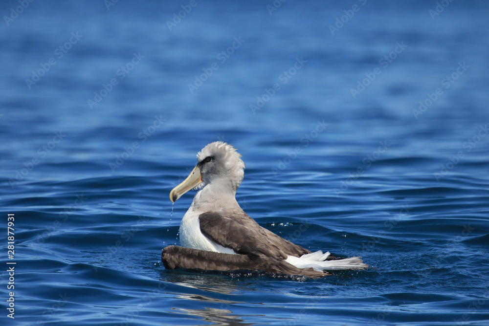 Salvin's Mollymawk Albatross in New Zealand Waters