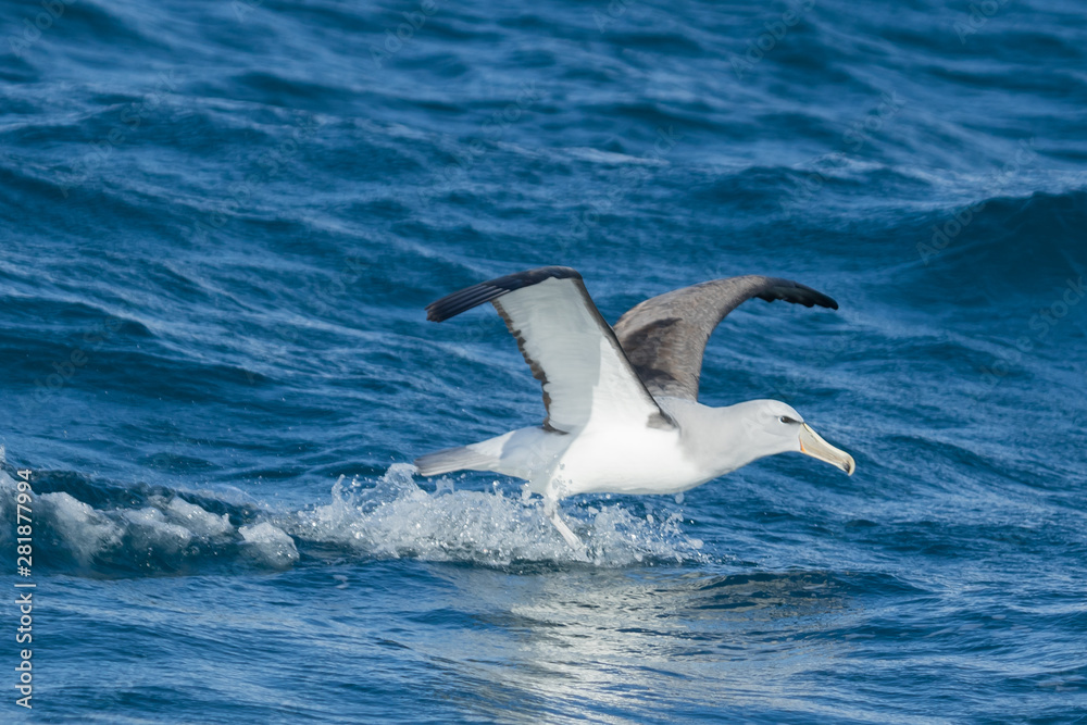 Salvin's Mollymawk Albatross in New Zealand Waters Salvin's Mollymawk Albatross in New Zealand Waters