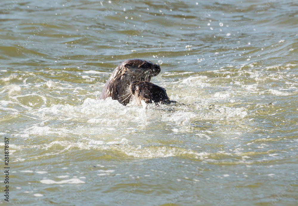 Fototapeta premium River otter