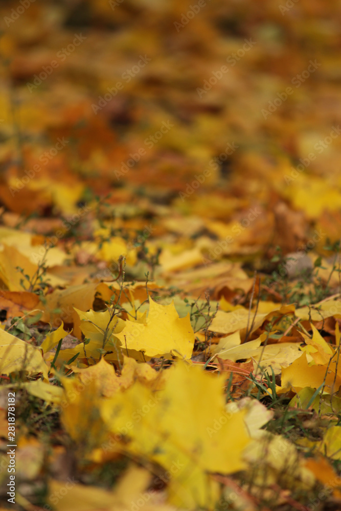 Yellow background with autumn maple leaves on the ground. Copy space. Place for text. Yellow background with autumn maple leaves on the ground. Copy space. Place for text.