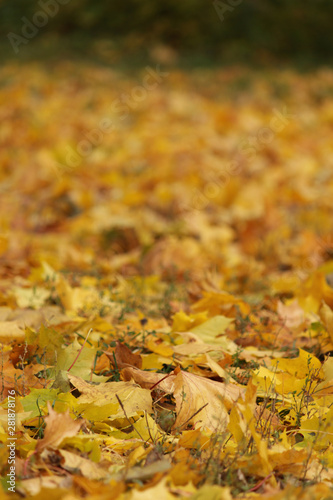 Yellow background with autumn maple leaves on the ground. Copy space. Place for text.