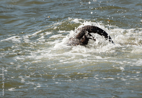 River otter © Jillian