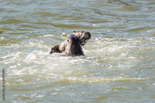River otter © Jillian