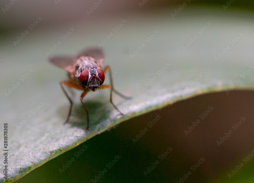 The Fly