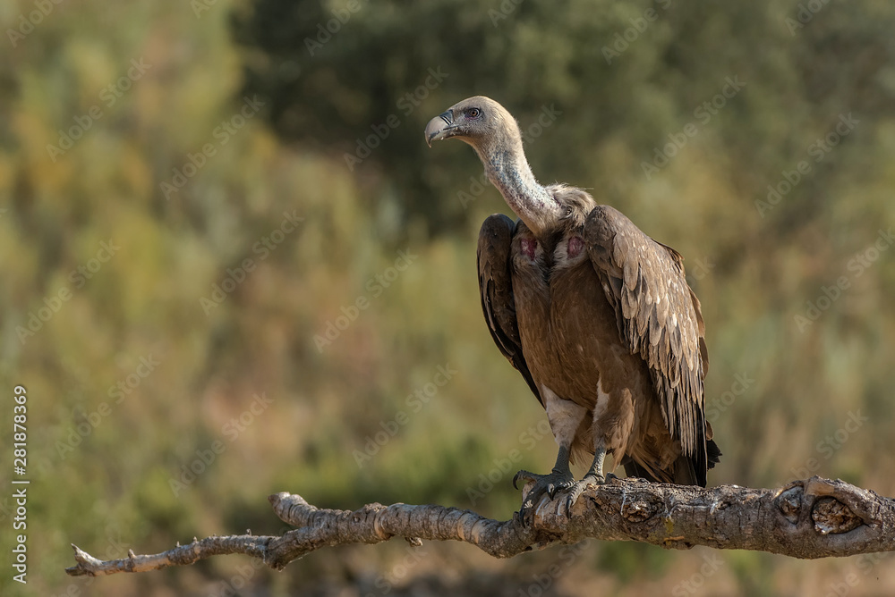 griffon vulture Gyps fulvus raptor