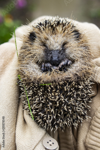 Fear of the Little hedgehog. Copy space. Place for text. photo