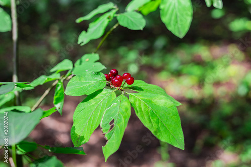 Red berries on the trees with green leaves. Copy space