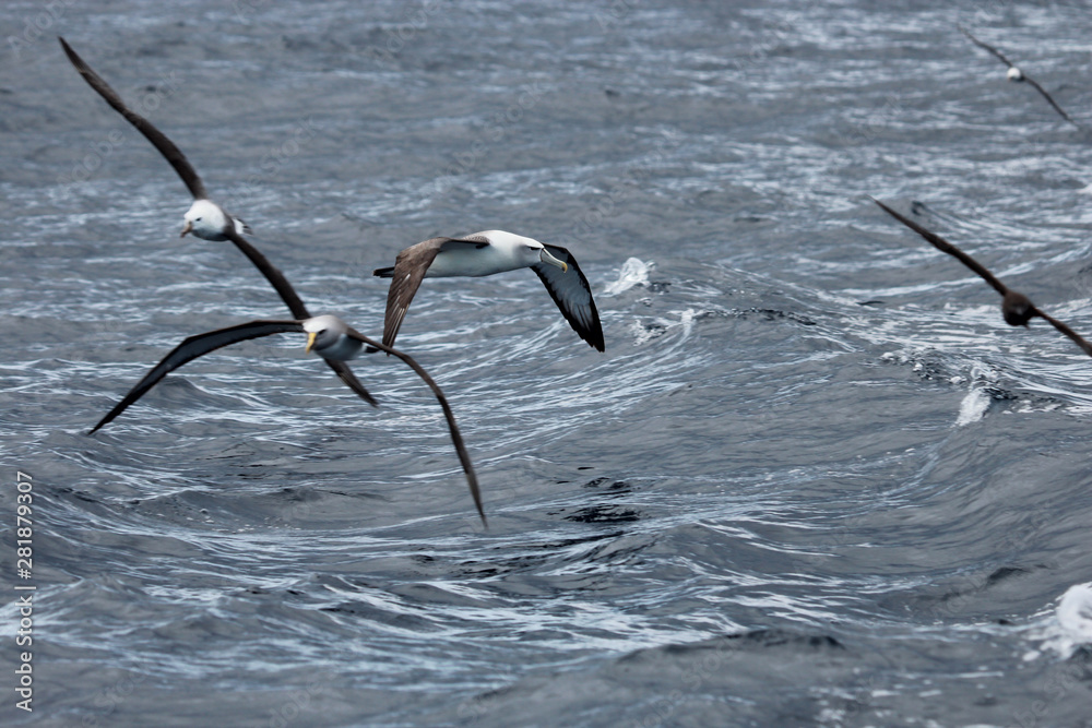 White Capped Mollymawk Albatross in New Zealand Waters