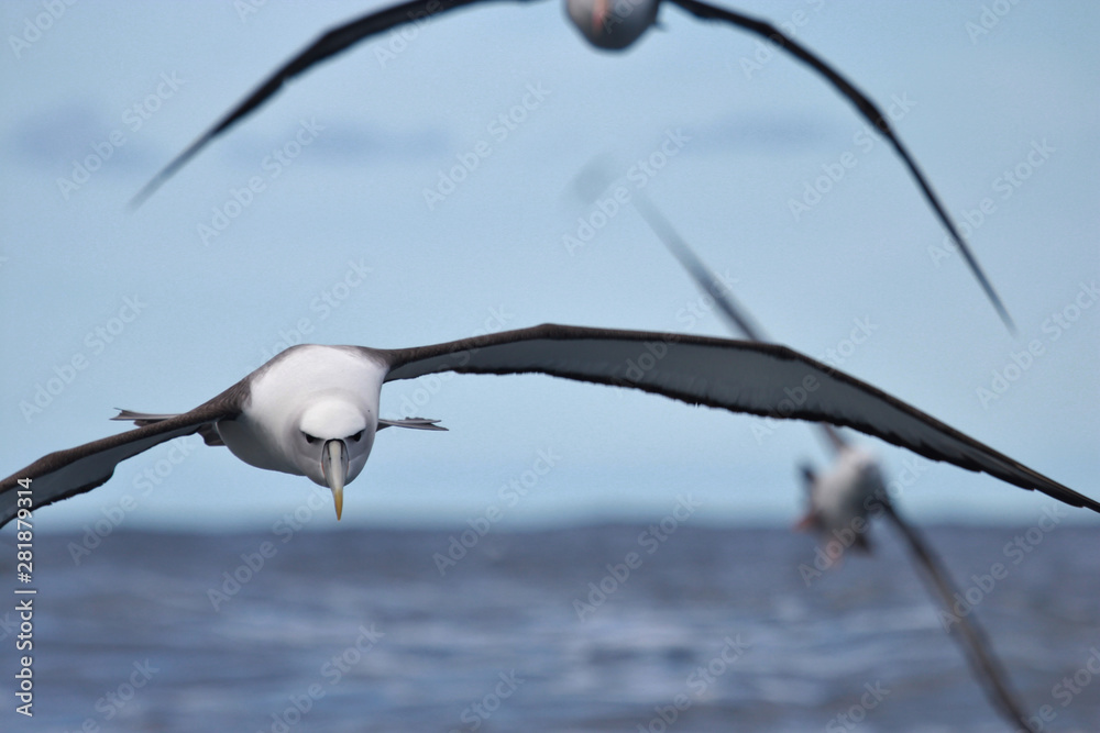 White Capped Mollymawk Albatross in New Zealand Waters White Capped Mollymawk Albatross in New Zealand Waters