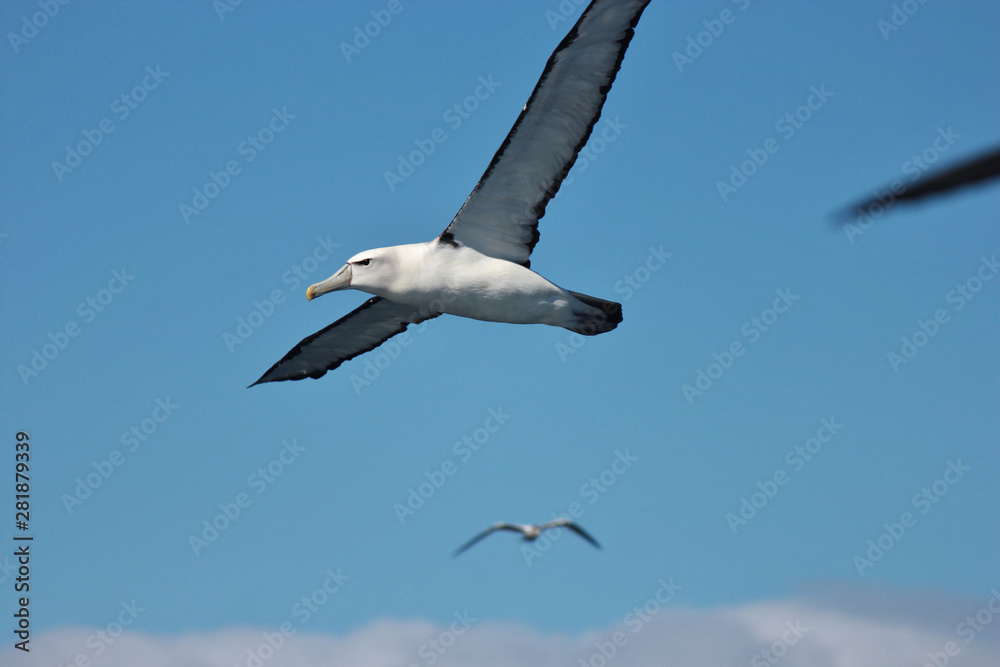 White Capped Mollymawk Albatross in New Zealand Waters