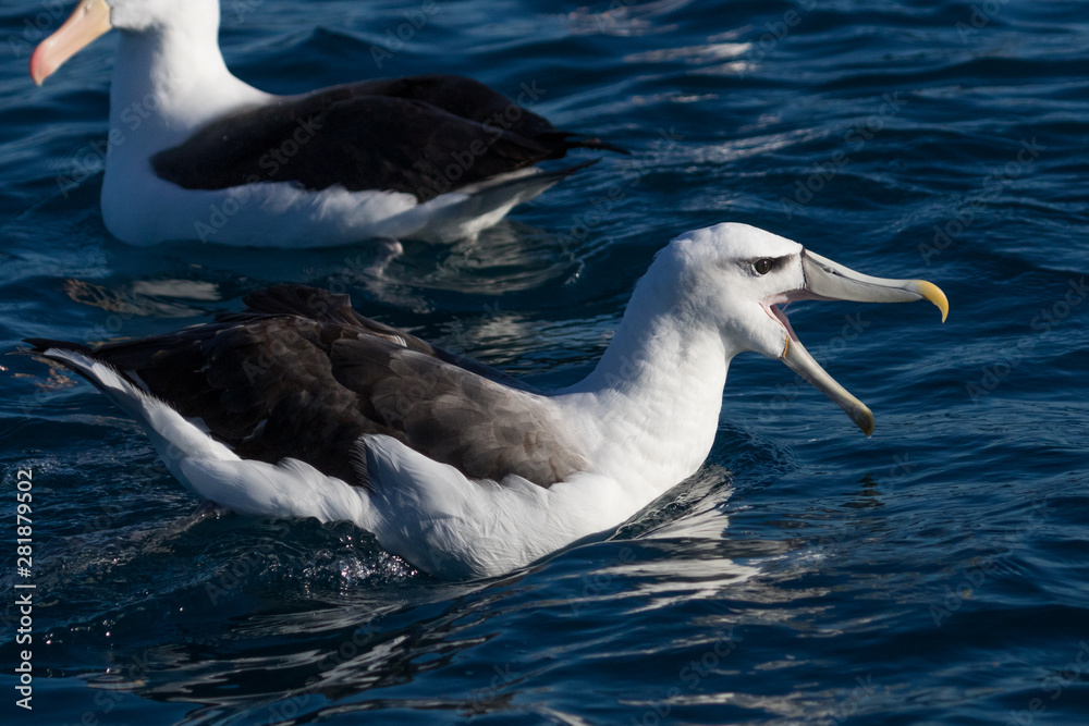 White Capped Mollymawk Albatross in New Zealand Waters White Capped Mollymawk Albatross in New Zealand Waters