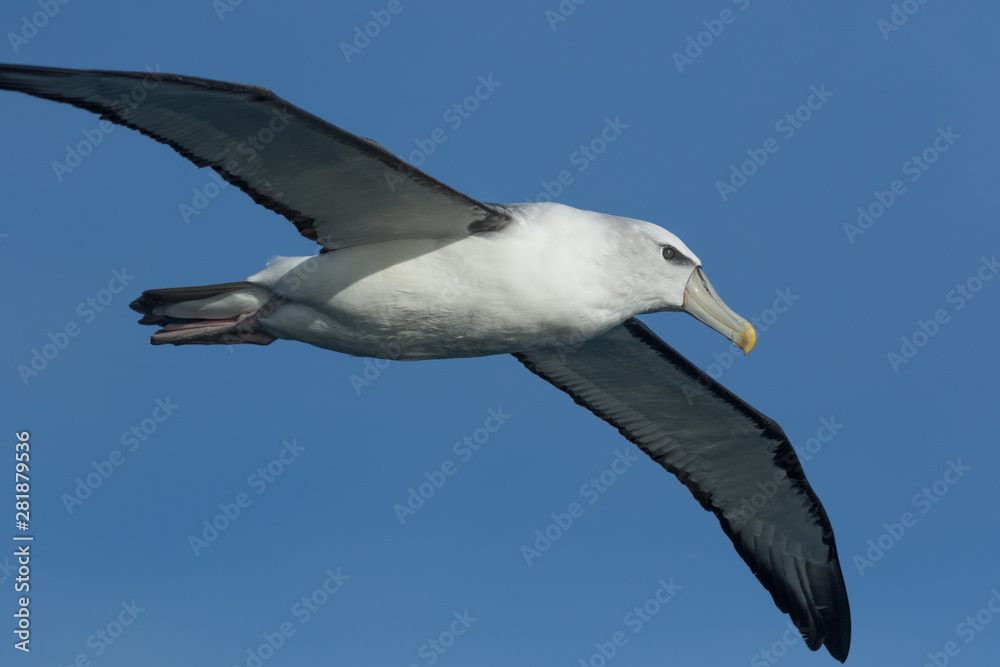 White Capped Mollymawk Albatross in New Zealand Waters White Capped Mollymawk Albatross in New Zealand Waters