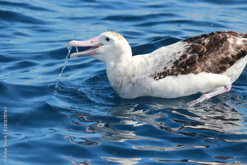 Antipodean Albatross in New Zealand Waters Antipodean Albatross in New Zealand Waters