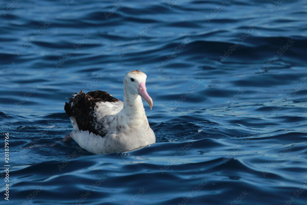 Antipodean Albatross in New Zealand Waters