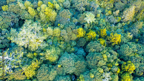 Aerial View of Auckland Trees Texture from North Shore in New Zealand 