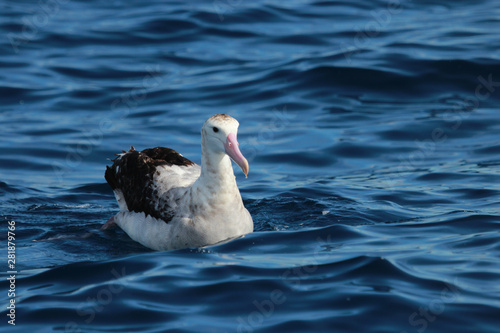 Antipodean Albatross in New Zealand Waters photo