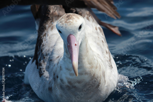 Antipodean Albatross in New Zealand Waters photo