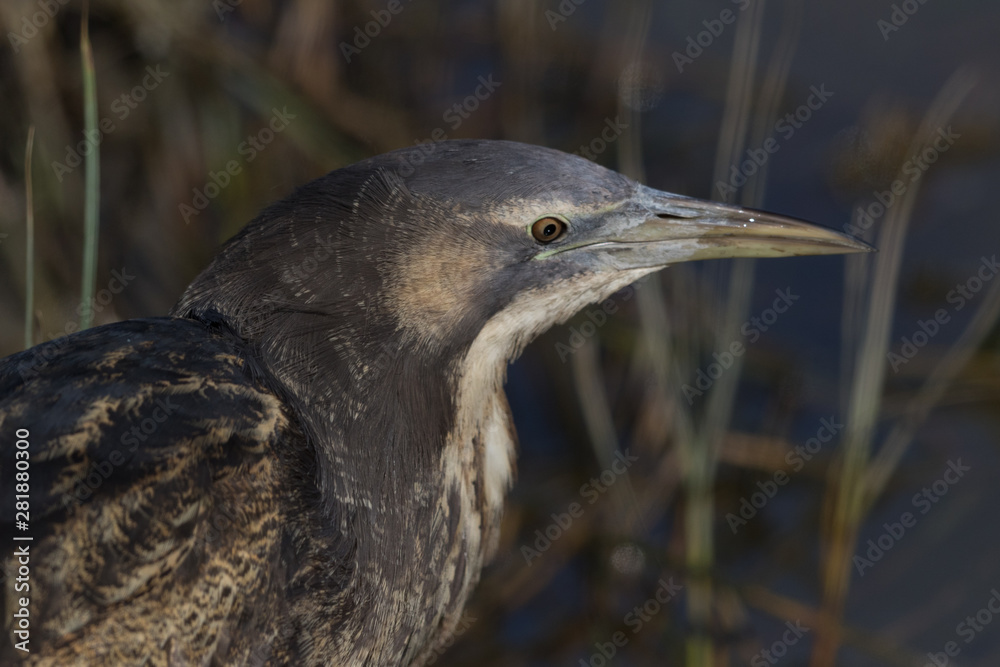 Australasian Bittern Australasian Bittern