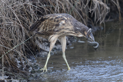 Australasian Bittern 