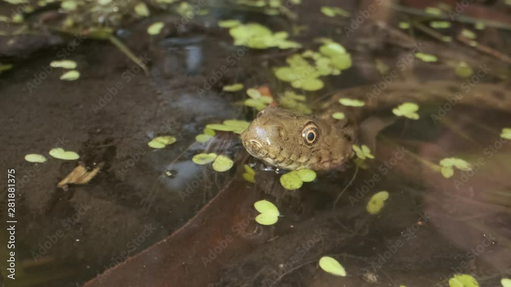 Snake's head peeps out of the water. Close-up