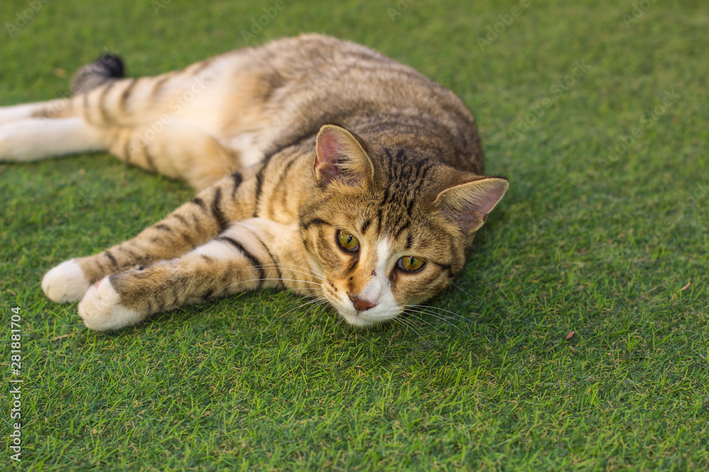cat portrait lay on a synthetic green grass garden space and looking forward for something interesting, domestic animal concept picture with empty space for copy or text