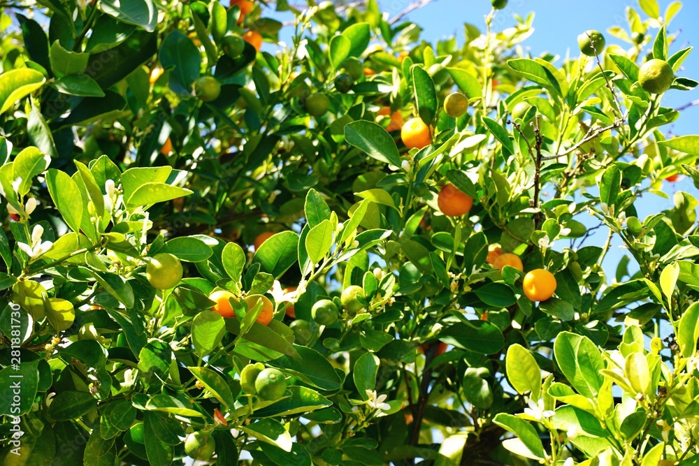 Orange tree filled with ripening fruit Orange tree filled with ripening fruit