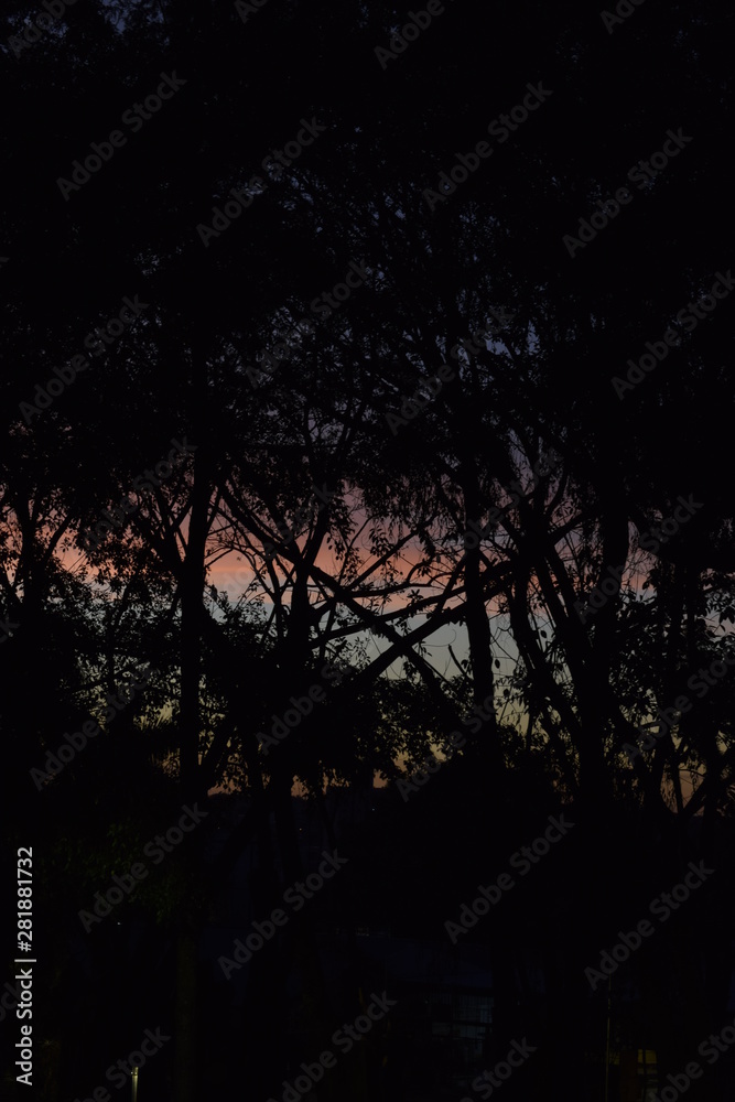 Silhueta de tronco de árvore no crepúsculo Silhueta de tronco de árvore no crepúsculo