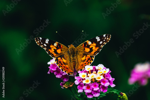 orange butterfly on a flower