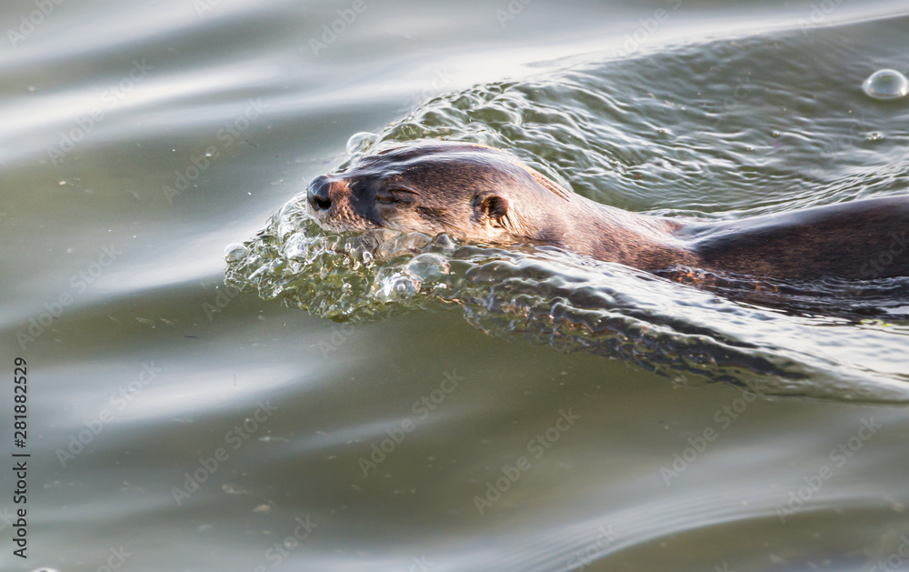 Fototapeta premium River otter