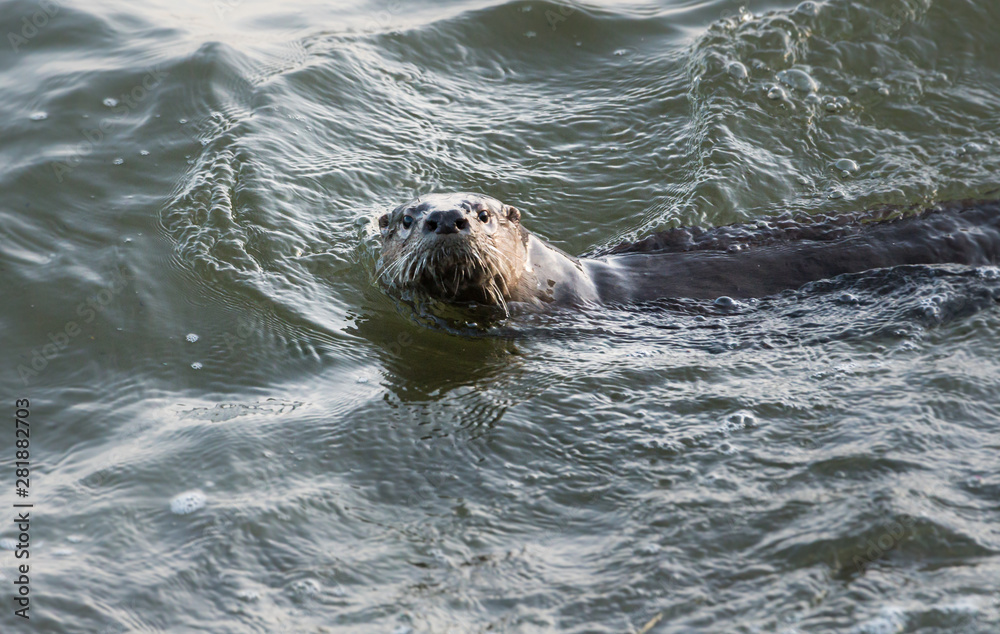 Obraz premium River otter