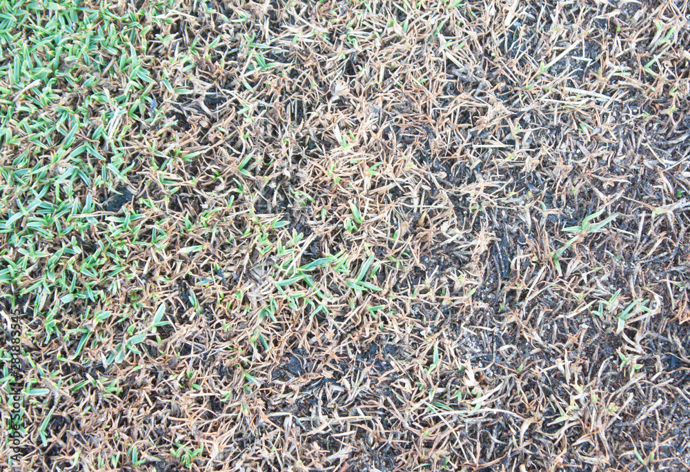 Dry grass Dry grass