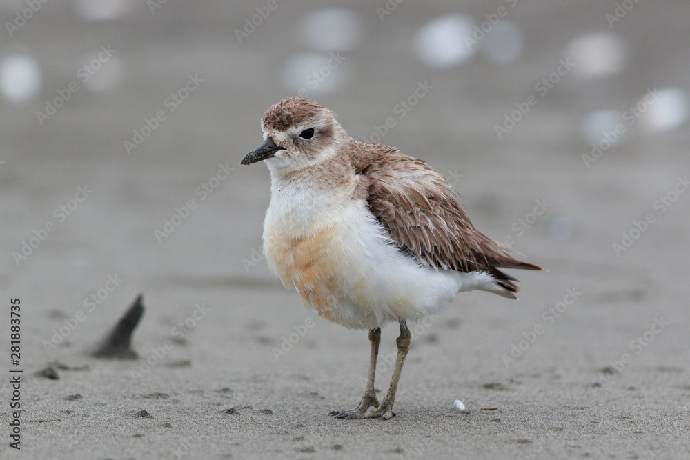 New Zealand Dotterel Endemic Shorebird New Zealand Dotterel Endemic Shorebird