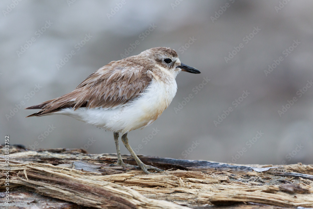 New Zealand Dotterel Endemic Shorebird New Zealand Dotterel Endemic Shorebird