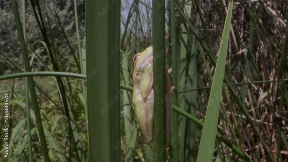Close up of Tree frog hiding behind a green stem on a reed background. European tree frog (Hyla arborea, Rana arborea) in the natural habitat. Close up of Tree frog hiding behind a green stem on a reed background. European tree frog (Hyla arborea, Rana arborea) in the natural habitat.