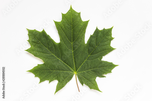 Front view of a single isolated green maple leaf on white background.