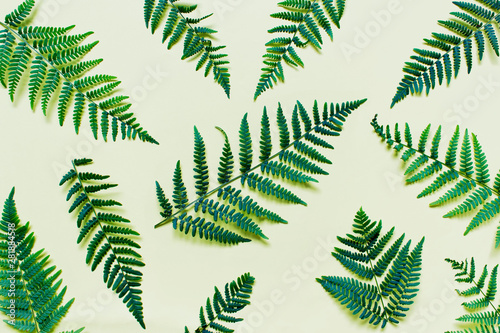 Flat lay with branches of forest ferns on yellow background.