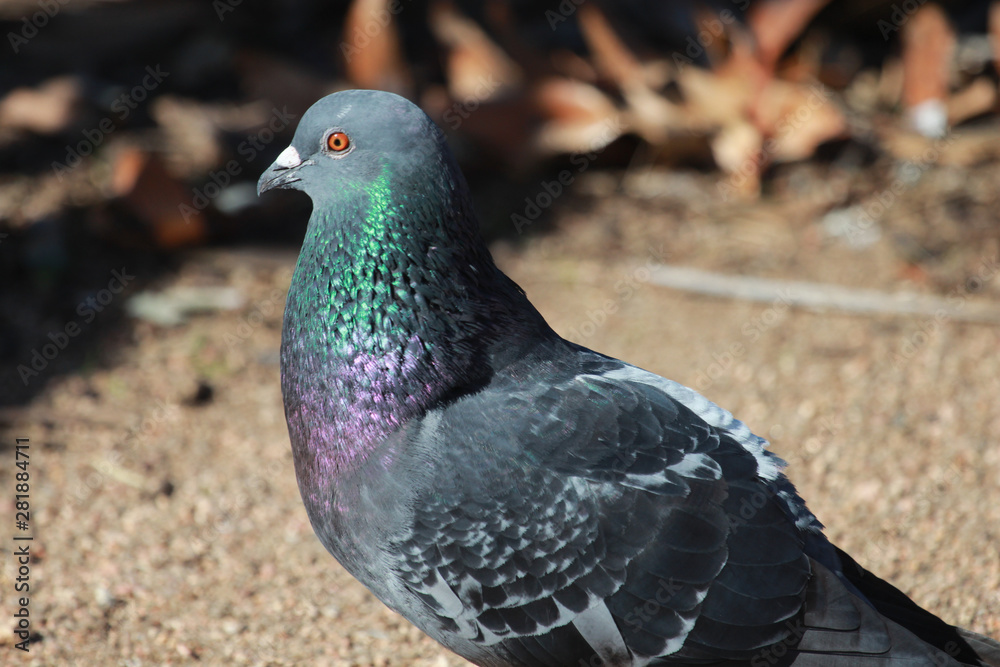 Rock Dove in Australasia Rock Dove in Australasia