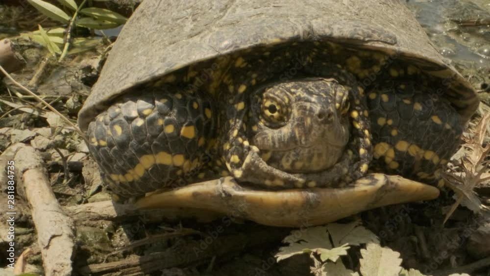 Portrait of pond turtle on the grass. European pond turtle, European pond terrapin or European pond tortoise (Emys orbicularis) Portrait of pond turtle on the grass. European pond turtle, European pond terrapin or European pond tortoise (Emys orbicularis)