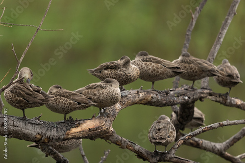 Grey Teal in Australasia