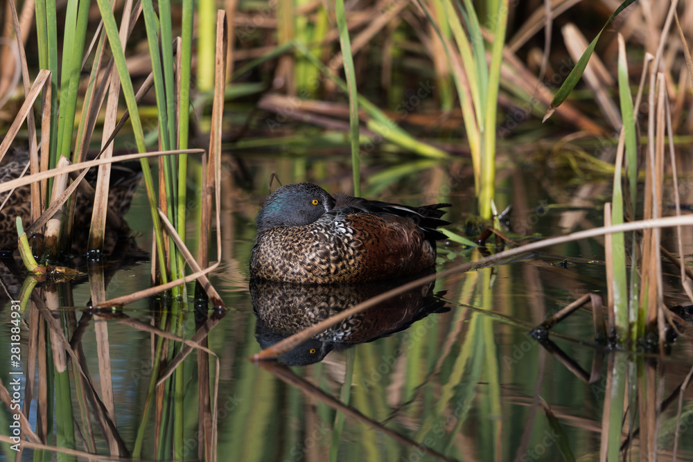 Australasian Shoveler Duck in Australasia Australasian Shoveler Duck in Australasia