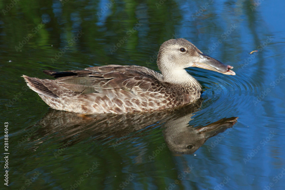 Australasian Shoveler Duck in Australasia