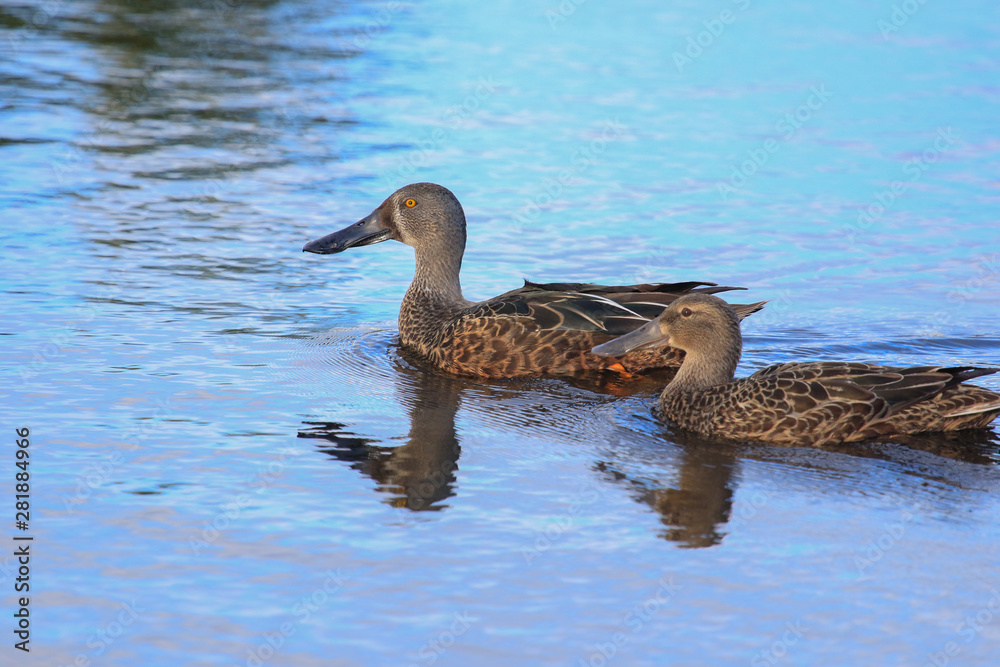 Australasian Shoveler Duck in Australasia Australasian Shoveler Duck in Australasia