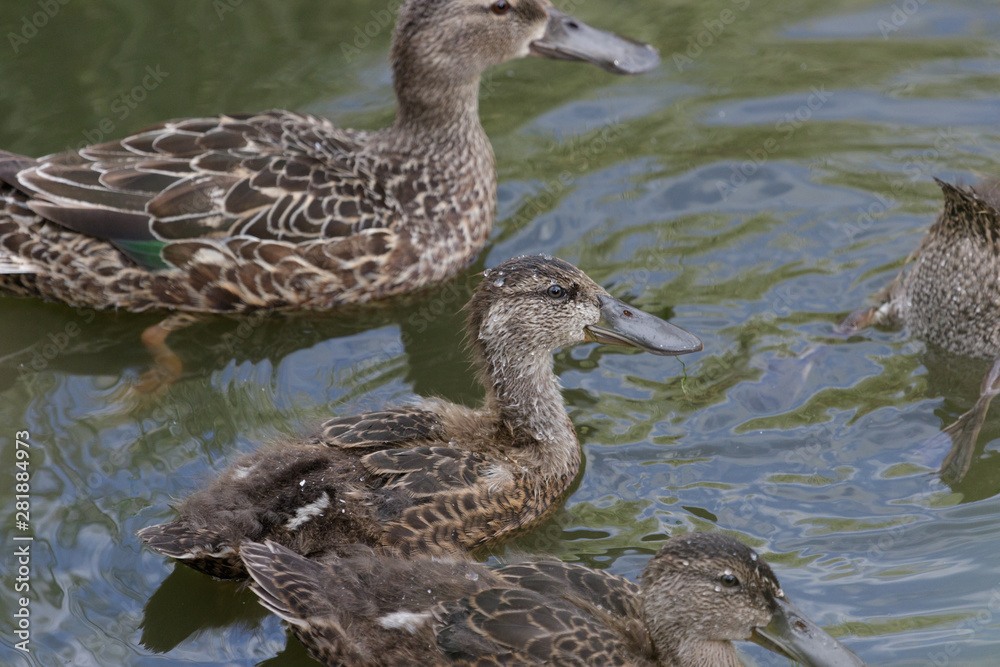 Australasian Shoveler Duck in Australasia