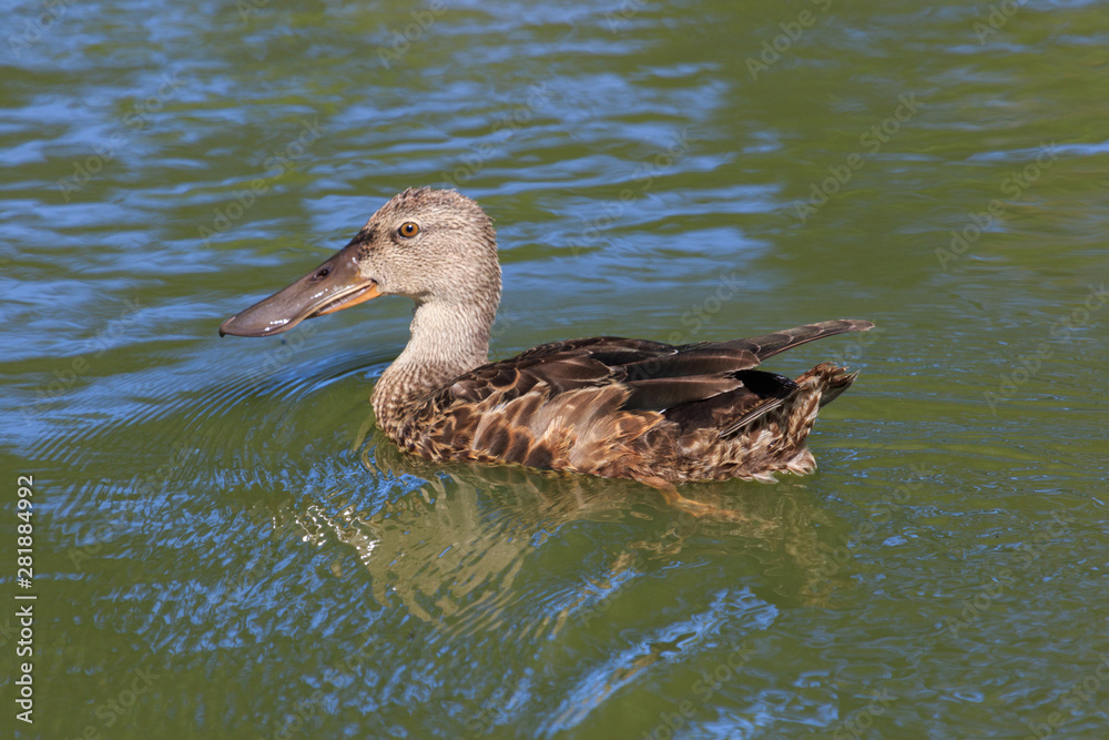 Australasian Shoveler Duck in Australasia Australasian Shoveler Duck in Australasia