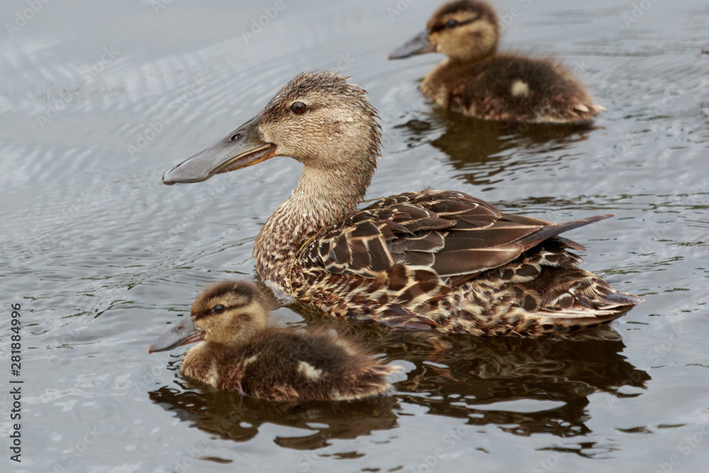 Australasian Shoveler Duck in Australasia Australasian Shoveler Duck in Australasia
