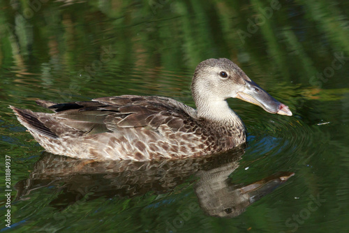 Australasian Shoveler Duck in Australasia