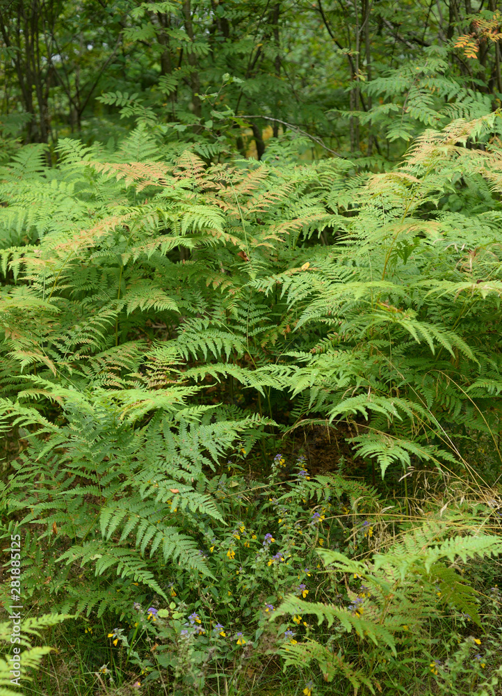 Wild fern in forest. Wild fern in forest.