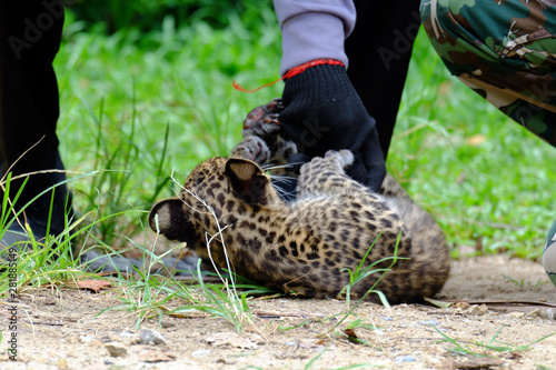 baby leopard in wild life breeding station.