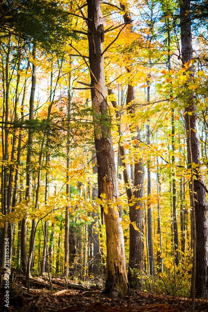 Autumn Woods Autumn Woods